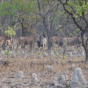 eland on takeri