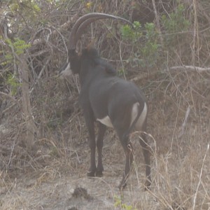 another one of our nice sable bulls on takeri