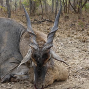 eland taken by client hunting at takeri in sept 2013
