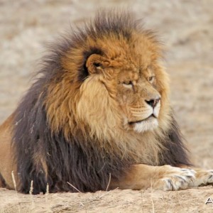 Masai, a rescued lion