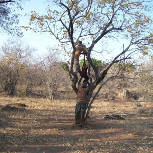 Hanging Leopard bait