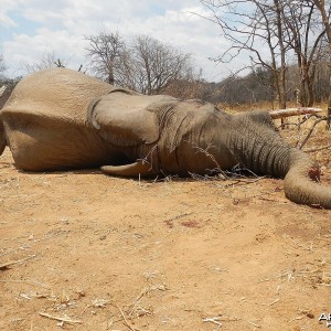 Fifth bull - Zimbabwe October 2013