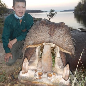 First hippo - Zimbabwe October 2013