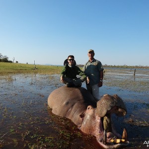 Second Hippo - Zimbabwe October 2013