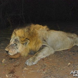 Lion ~ Lebombo Conservancy, Mozambique
