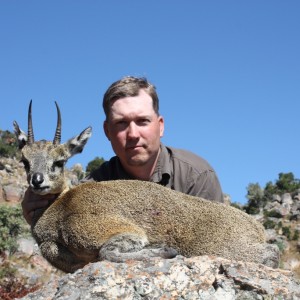 Klipspringer