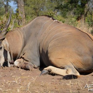 My eland