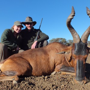 Red Hartebeest