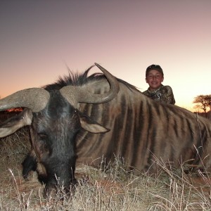 Blue Wildebeest