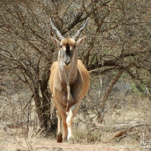 livingstone eland