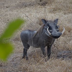 Warthog Tanzania