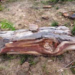 Petrified wood Selous Tanzania