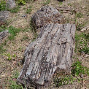 Petrified wood Selous Tanzania