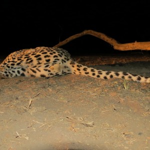 Male Leopard Genitals