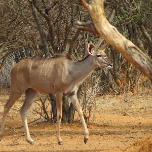 Greater Kudu Namibia