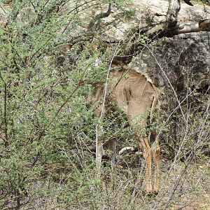 Greater Kudu Namibia