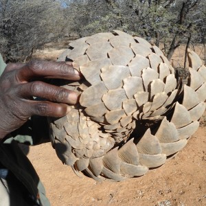 Pangolin Namibia