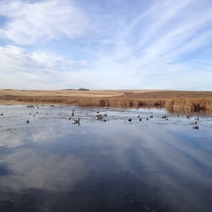 Waterfowl