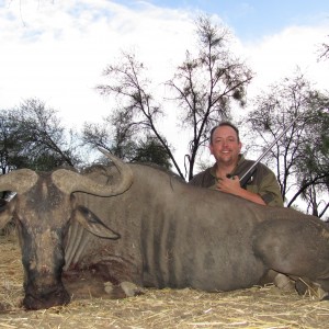 Blue Wildebeest