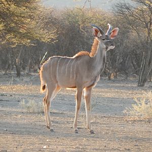 Greater Kudu Namibia