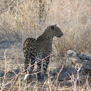 Leopard Etosha Namibia