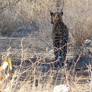 Leopard Etosha Namibia