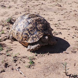 Tortoise Namibia