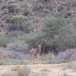 Greater Kudu Namibia