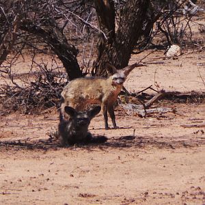 Bat-Eared Fox Namibia