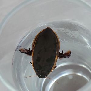 Water Bug Namibia