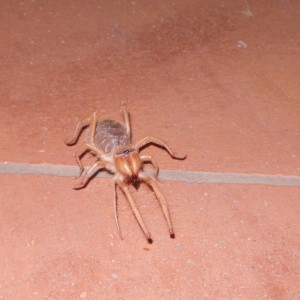 Camel Spider Namibia