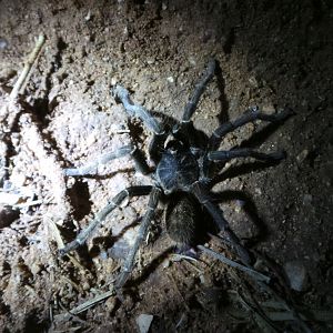Baboon Spider Namibia