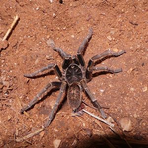 Baboon Spider Namibia