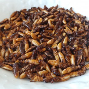 Fried Termites Namibia