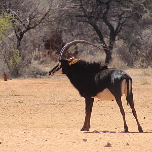 Sable Antelope Namibia