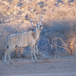 Greater Kudu Namibia