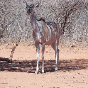 Greater Kudu Namibia