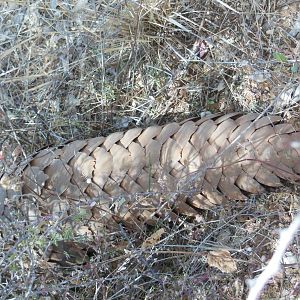 Pangolin Namibia