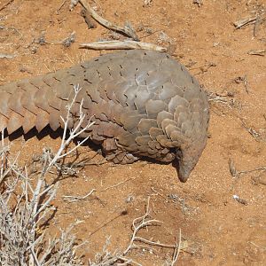 Pangolin Namibia