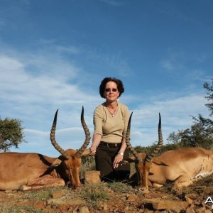 Hunting Impala on a Windy Day