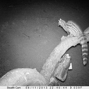 Genet Cat Trail Camera