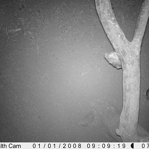 Owl Trail Camera