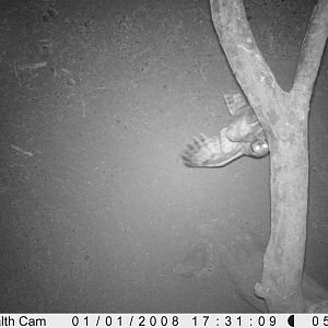 Owl Trail Camera