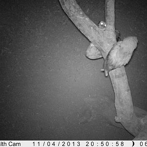 Owl Trail Camera