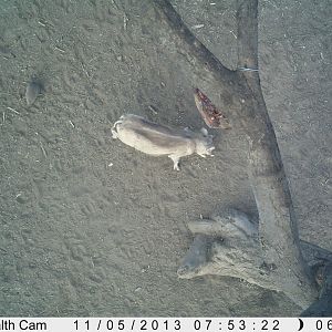 Warthog Trail Camera