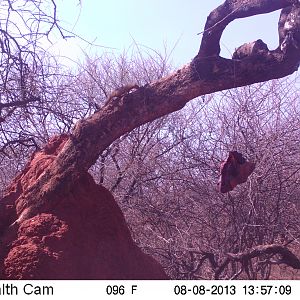 Red Mongoose Trail Camera