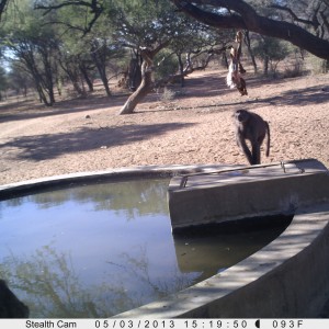 Baboon Trail Camera