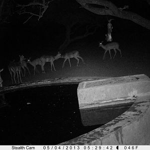 Impala Trail Camera