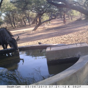Blue Wildebeest Trail Camera