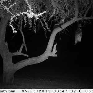 Honey Badger Trail Camera